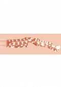 Xkin-Pinup-TPE Large Masturbator
